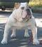 Avatar von Bulldog Breed